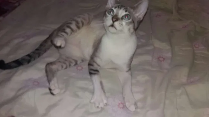 Gato ra a Srd idade 2 a 6 meses nome Luigi 