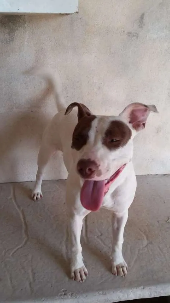 Cachorro ra a Pit Bull idade 2 anos nome Darah