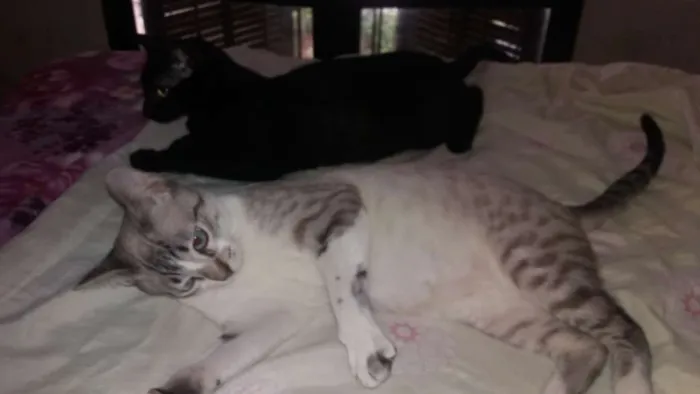 Gato ra a Srd idade 2 a 6 meses nome Luigi 