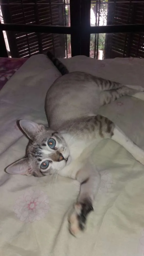 Gato ra a Srd idade 2 a 6 meses nome Luigi 