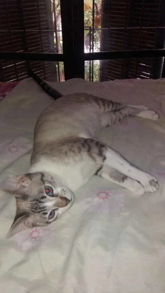 Gato ra a Srd idade 2 a 6 meses nome Luigi 