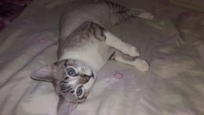 Gato ra a Srd idade 2 a 6 meses nome Luigi 