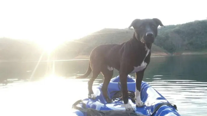 Cachorro ra a Pit Bull com Labrador idade 3 anos nome Nero