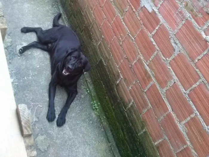 Cachorro ra a Labrador  idade 4 anos nome Negão 