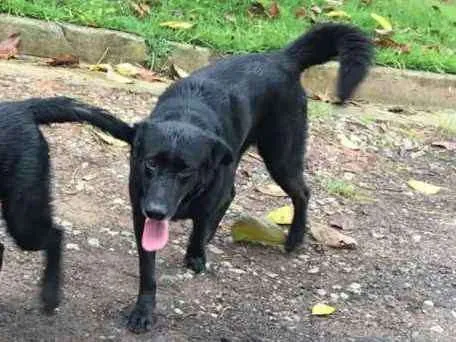 Cachorro ra a Labrador idade 4 anos nome King