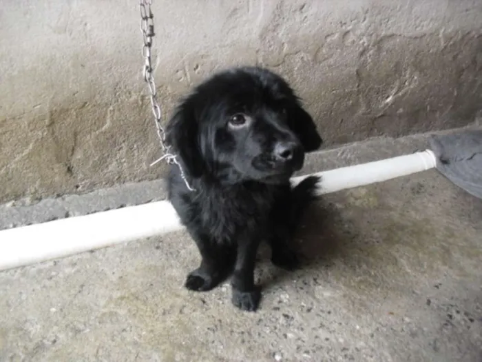 Cachorro ra a srd idade 2 a 6 meses nome Baduzinho
