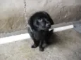 Baduzinho