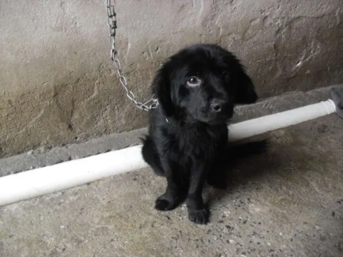 Cachorro ra a srd idade 2 a 6 meses nome Baduzinho