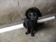 Baduzinho