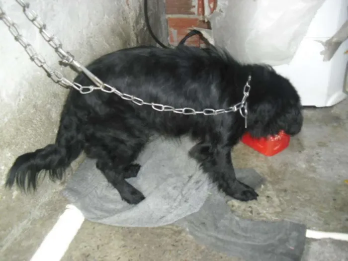 Cachorro ra a srd idade 2 a 6 meses nome Baduzinho