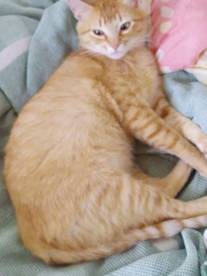 Gato ra a Srd idade 2 a 6 meses nome Clarinha