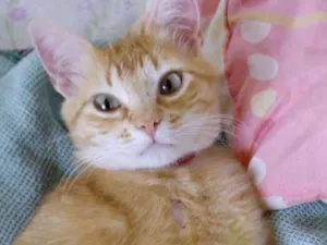 Gato raça Srd idade 2 a 6 meses nome Clarinha