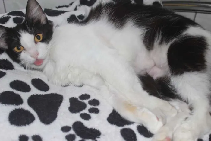 Gato ra a sem raça definida idade 1 ano nome Sem nome 