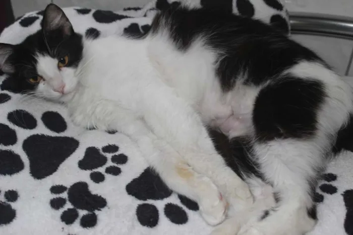 Gato ra a sem raça definida idade 1 ano nome Sem nome 