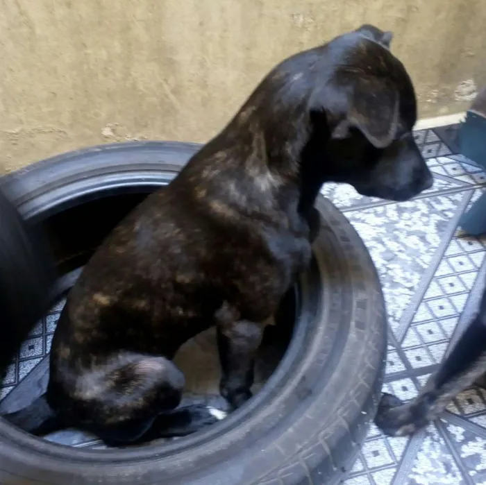 Cachorro ra a SRD idade 2 a 6 meses nome Churrasco e Amora