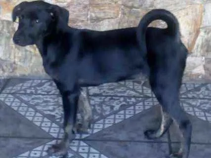 Cachorro ra a SRD idade 2 a 6 meses nome Churrasco e Amora