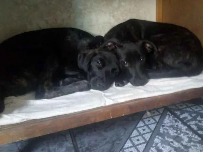 Cachorro ra a SRD idade 2 a 6 meses nome Churrasco e Amora