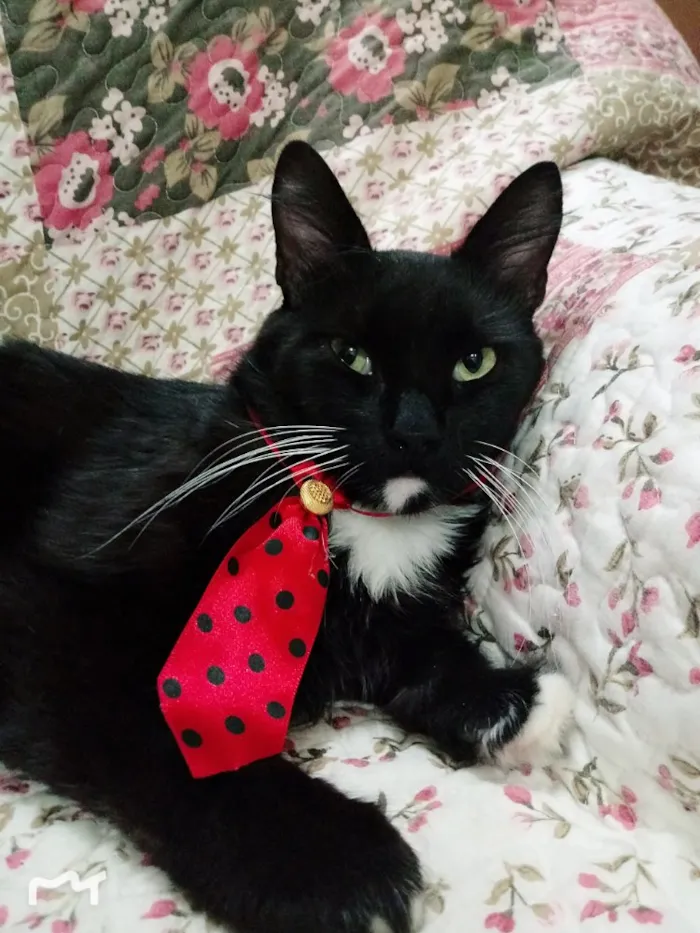 Gato ra a SRD idade 7 a 11 meses nome Blady