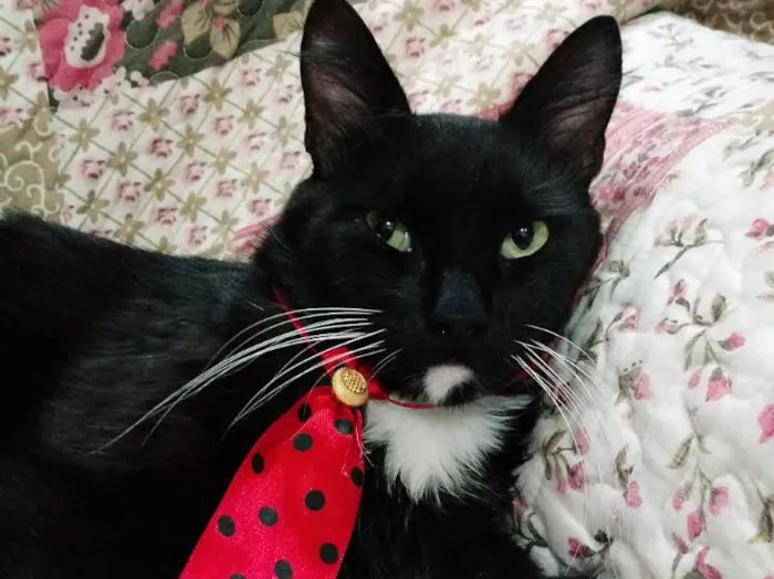 Gato ra a SRD idade 7 a 11 meses nome Blady