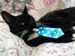 Gato raça SRD idade 7 a 11 meses nome Blady