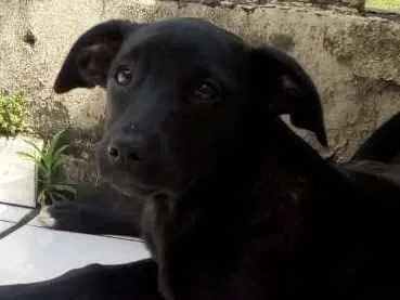 Cachorro ra a SRD idade 2 a 6 meses nome Churrasco e Amora
