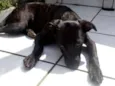 Churrasco e Amora