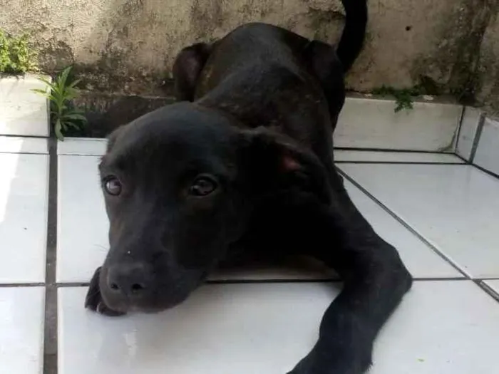 Cachorro ra a SRD idade 2 a 6 meses nome Churrasco e Amora
