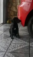 Churrasco e Amora
