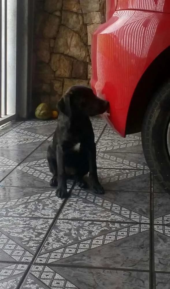 Cachorro ra a SRD idade 2 a 6 meses nome Churrasco e Amora