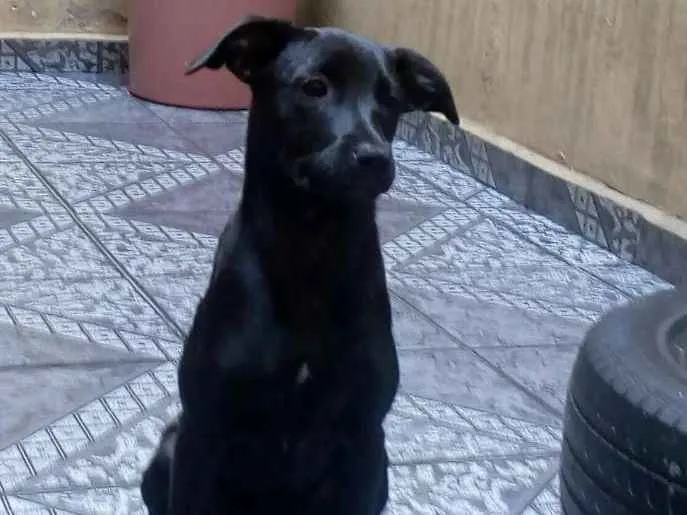 Cachorro ra a SRD idade 2 a 6 meses nome Churrasco e Amora