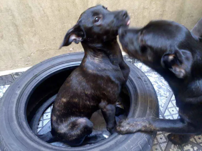 Cachorro ra a SRD idade 2 a 6 meses nome Churrasco e Amora
