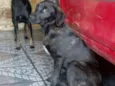 Churrasco e Amora