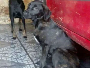 Cachorro raça SRD idade 2 a 6 meses nome Churrasco e Amora