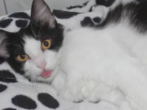 Gato raça sem raça definida idade 1 ano nome Sem nome 