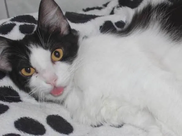 Gato ra a sem raça definida idade 1 ano nome Sem nome 
