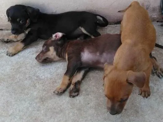 Cachorro ra a SRD idade 2 a 6 meses nome Sem nomes ainda