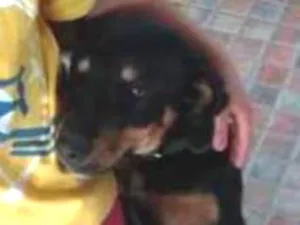 Cachorro raça Vira lata idade 7 a 11 meses nome Berenice 