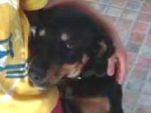 Cachorro ra a Vira lata idade 7 a 11 meses nome Berenice 
