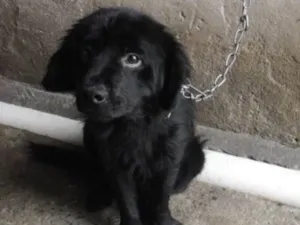 Cachorro raça srd idade 2 a 6 meses nome Baduzinho