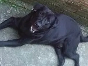 Cachorro ra a Labrador  idade 4 anos nome Negão 