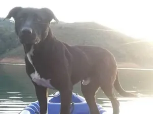 Cachorro raça Pit Bull com Labrador idade 3 anos nome Nero