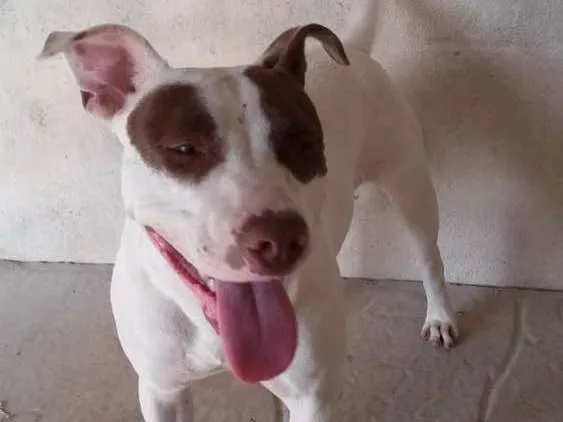 Cachorro ra a Pit Bull idade 2 anos nome Darah