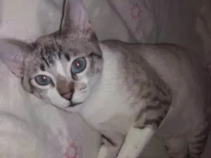 Gato raça Srd idade 2 a 6 meses nome Luigi 