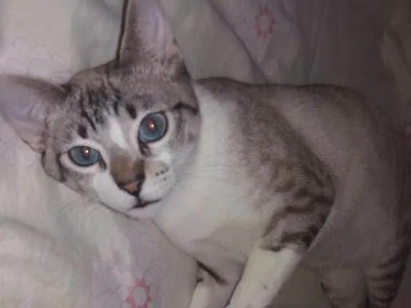 Gato ra a Srd idade 2 a 6 meses nome Luigi 