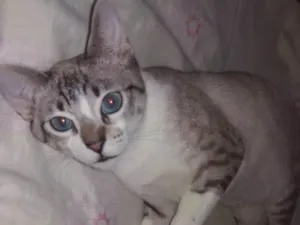 Gato raça Srd idade 2 a 6 meses nome Luigi 