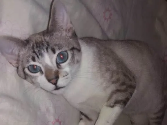Gato ra a Srd idade 2 a 6 meses nome Luigi 