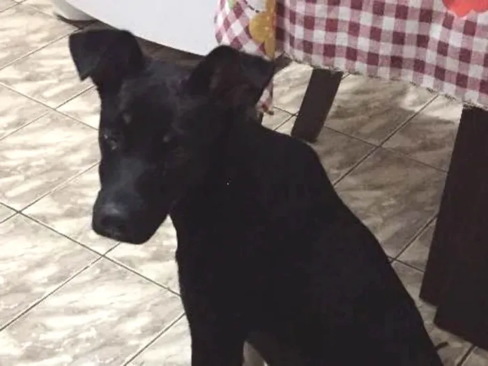 Cachorro ra a Vira-lata idade 2 a 6 meses nome Tobi