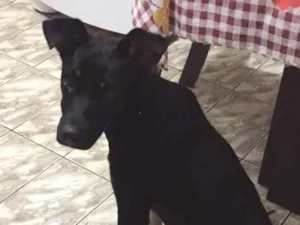 Cachorro raça Vira-lata idade 2 a 6 meses nome Tobi