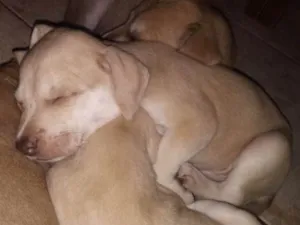 Cachorro raça Labrador misturado com vira la idade 2 a 6 meses nome Não Tem Nome 