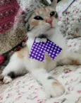 MIA